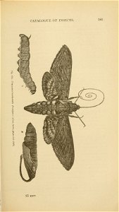 n412_w1150