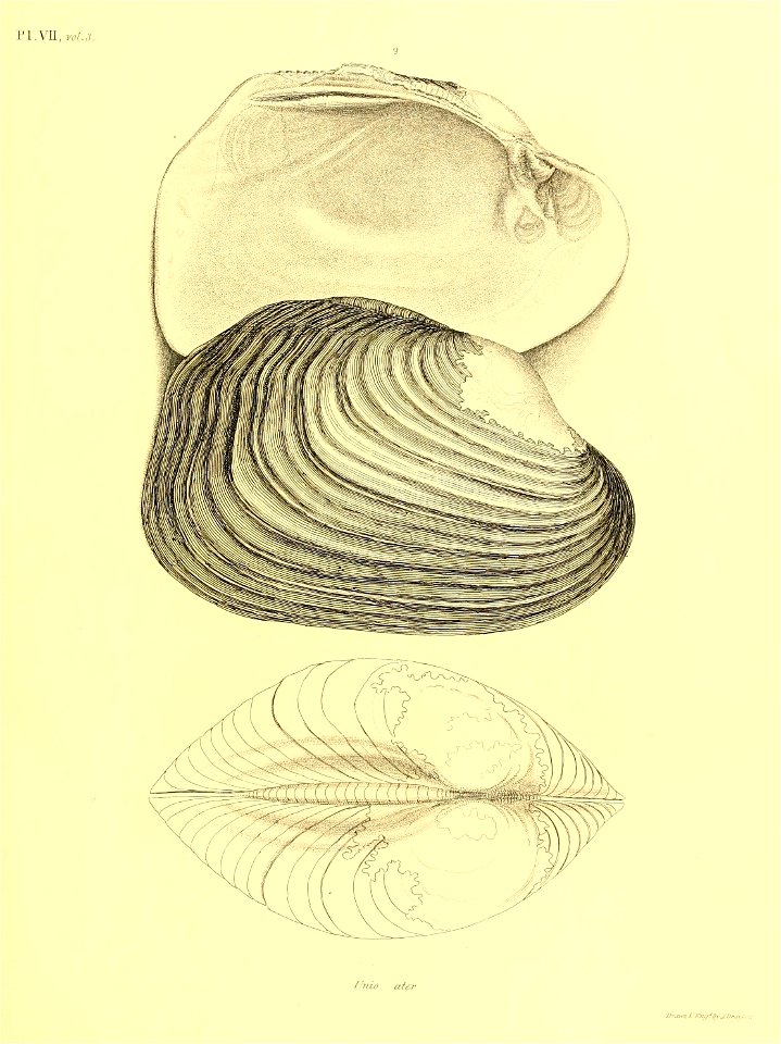 n54_w1150