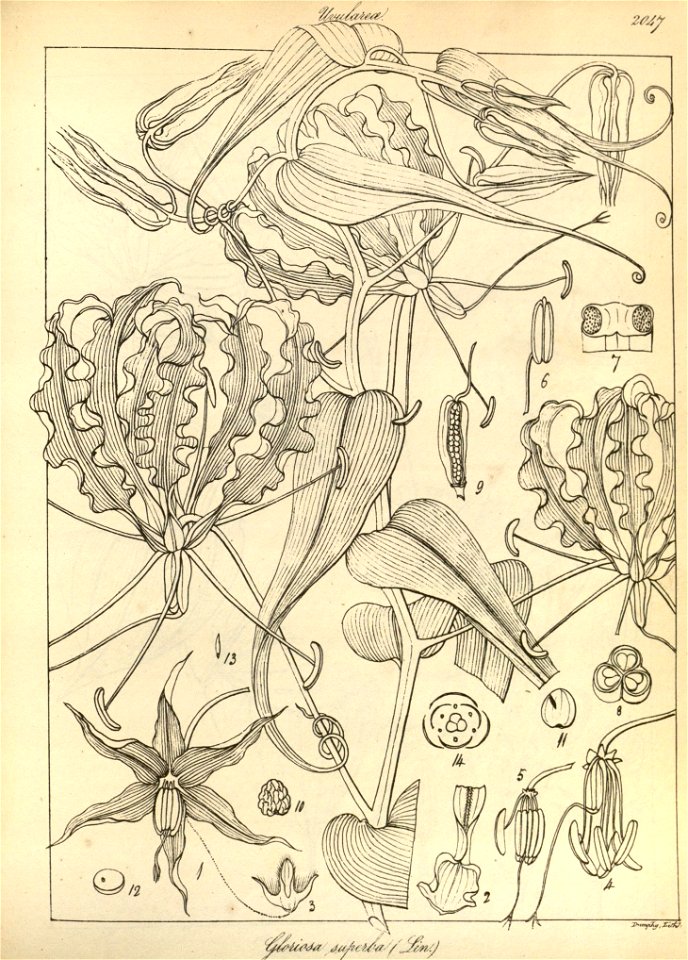 n176_w1150