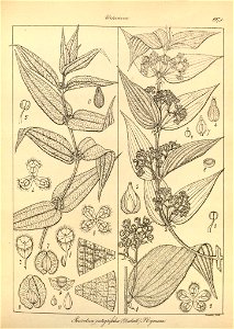 n115_w1150