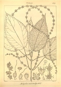 n113_w1150