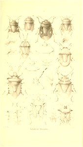 n178_w1150