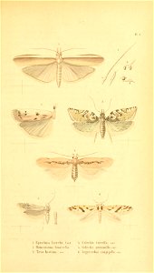 n58_w1150