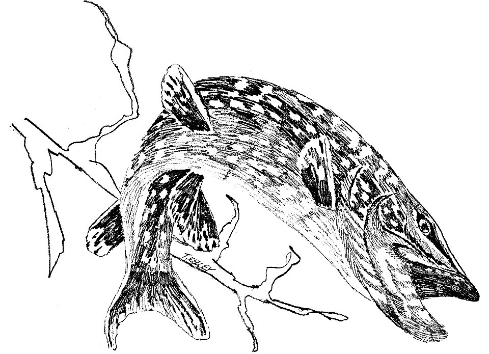 Image title: Northern pike fish esox lucius linnaeus line art line drawing
Image from Public domain images website, http://www.public-domain-image.com/full-image/art-public-domain-images-pictures/line