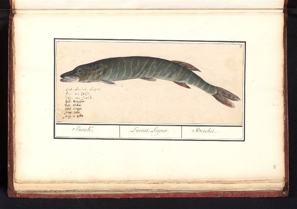 IdentificatieTitel(s): Snoek (Esox lucius)Snoek. / Lucius Lupus. / Brochet. (titel op object)Objecttype: tekening Objectnummer: RP-T-BR-2017-1-6-44Omschrijving: Snoek. Genummerd rechtsboven: 7. Linkso