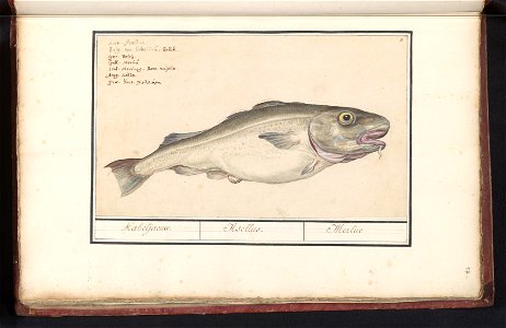 IdentificatieTitel(s): Kabeljauw (Gadus morhua)Kabeljaeuw. / Asellus. / Merlue (titel op object)Objecttype: tekening Objectnummer: RP-T-BR-2017-1-6-17Omschrijving: Kabeljauw. Genummerd rechtsboven: 11