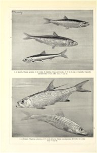 n323_w1150