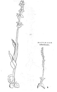 ARes453071_0114