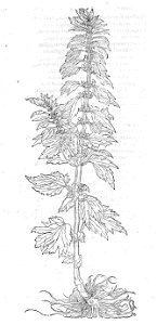 ARes453071_0167