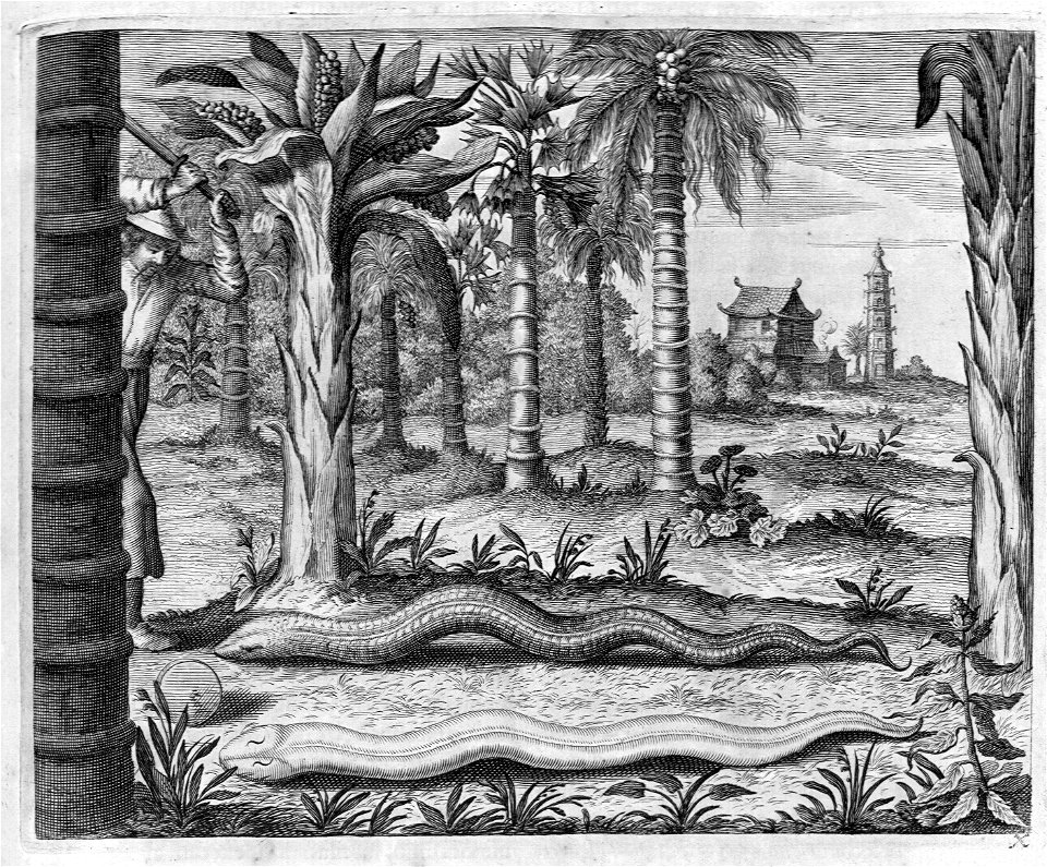 "Serpens Capillatus, Lusitanis. Cobra de Cabelo"