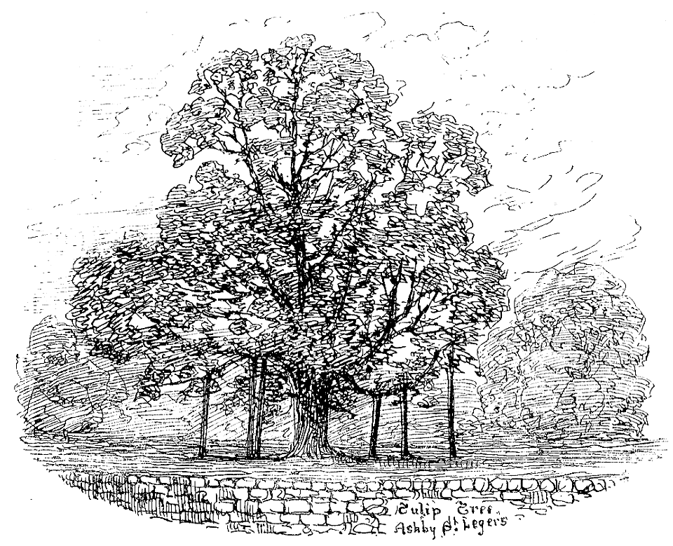057 - Ashby St. Legers, Tulip Tree