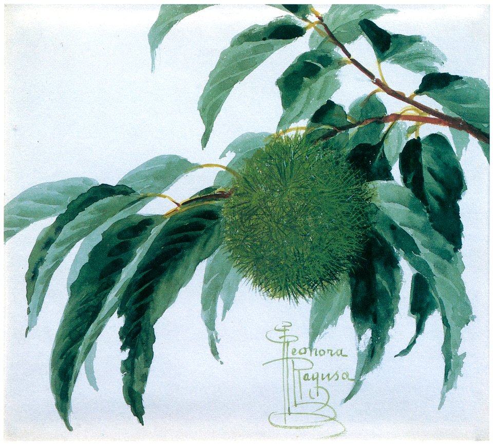 Kiyohara Tama – Chestnut [from Tama Eleonora Ragusa]