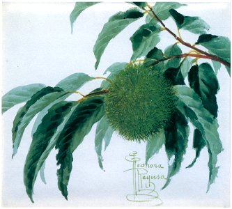 Kiyohara Tama – Chestnut [from Tama Eleonora Ragusa]. Free illustration for personal and commercial use.