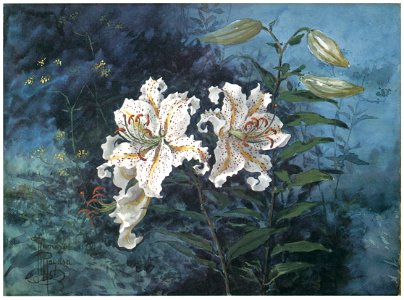 Kiyohara Tama – Flower of Lilies [from Tama Eleonora Ragusa]