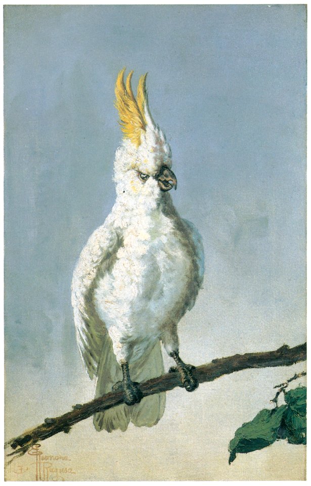 Kiyohara Tama – Parrot [from Tama Eleonora Ragusa]