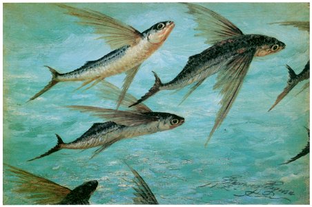 Kiyohara Tama – Flying Fish [from Tama Eleonora Ragusa]