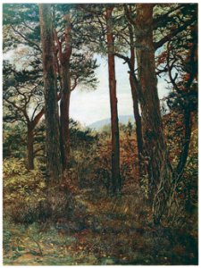 John Everett Millais – Scotch Firs ‘The Silence that is in the lonely woods.’ – Wordsworth [from John Everett Millais Exhibition Catalogue 2008]. Free illustration for personal and commercial use.
