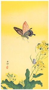 Ohara Koson – Swallowtail Butterfly and Rapeseed [from Hanga Geijutsu No.180]. Free illustration for personal and commercial use.