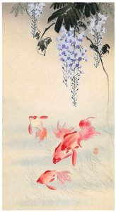 Ohara Koson – Goldfish and Japanese Wisteria [from Hanga Geijutsu No.180]. Free illustration for personal and commercial use.