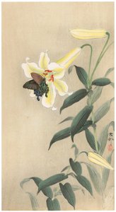 Ohara Koson – Spangle and Lily [from Hanga Geijutsu No.180]. Free illustration for personal and commercial use.