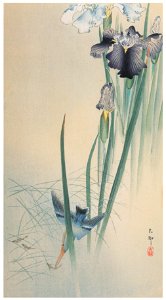 Ohara Koson – Iris and Kingfisher [from Hanga Geijutsu No.180]. Free illustration for personal and commercial use.