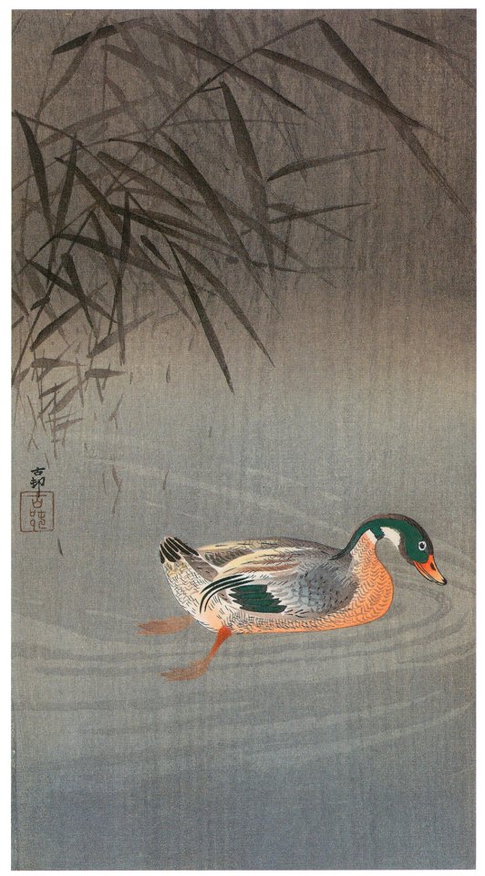 Ohara Koson – Mallard in the Rain [from Hanga Geijutsu No.180]
