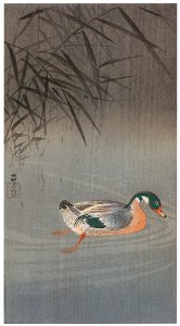 Ohara Koson – Mallard in the Rain [from Hanga Geijutsu No.180]. Free illustration for personal and commercial use.