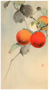 Ohara Koson – Persimmon and Warbling White-eye [from Hanga Geijutsu No.180]. Free illustration for personal and commercial use.