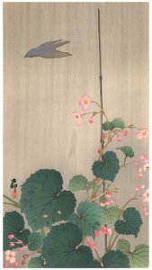 Ohara Koson – Hardy Begonia and Shadow of a Bird in the Rain [from Hanga Geijutsu No.180]. Free illustration for personal and commercial use.