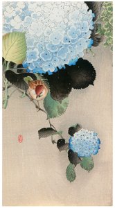 Ohara Koson – Hydrangea and Sparrow [from Hanga Geijutsu No.180]. Free illustration for personal and commercial use.