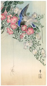 Ohara Koson – Chinese Trumpet Vine, Siberian Blue Robin and Spider [from Hanga Geijutsu No.180]. Free illustration for personal and commercial use.
