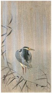 Ohara Koson – A Black-crowned Night Heron in the Rain [from Hanga Geijutsu No.180]. Free illustration for personal and commercial use.