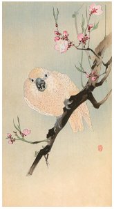 Ohara Koson – Parrot and Peach Blossoms [from Hanga Geijutsu No.180]. Free illustration for personal and commercial use.