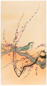 Ohara Koson – Japanese Bush Warbler and Japanese Plum [from Hanga Geijutsu No.180]
