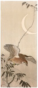 Ohara Koson – Japanese Quail with Moon [from Hanga Geijutsu No.180]. Free illustration for personal and commercial use.