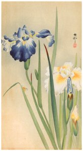 Ohara Koson – Iris and Bee [from Hanga Geijutsu No.180]. Free illustration for personal and commercial use.
