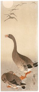 Ohara Koson – Greater White-fronted Geese with Moon [from Hanga Geijutsu No.180]. Free illustration for personal and commercial use.