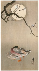Ohara Koson – Plum and Mallard Ducks with Moon [from Hanga Geijutsu No.180]. Free illustration for personal and commercial use.