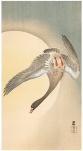 Ohara Koson – Greater White-fronted Goose with Moon [from Hanga Geijutsu No.180]. Free illustration for personal and commercial use.
