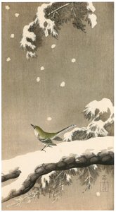 Ohara Koson – Japanese Bush Warbler on Snowy Pine [from Hanga Geijutsu No.180]. Free illustration for personal and commercial use.