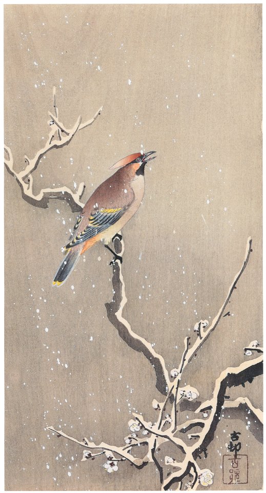 Ohara Koson – Japanese Waxwing on Snowy Branch [from Hanga Geijutsu No.180]