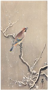 Ohara Koson – Japanese Waxwing on Snowy Branch [from Hanga Geijutsu No.180]. Free illustration for personal and commercial use.