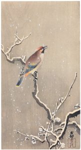 Ohara Koson – Japanese Waxwing on Snowy Branch [from Hanga Geijutsu No.180]