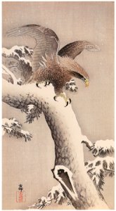 Ohara Koson – White-tailed Eagle on Snowy Pine [from Hanga Geijutsu No.180]. Free illustration for personal and commercial use.