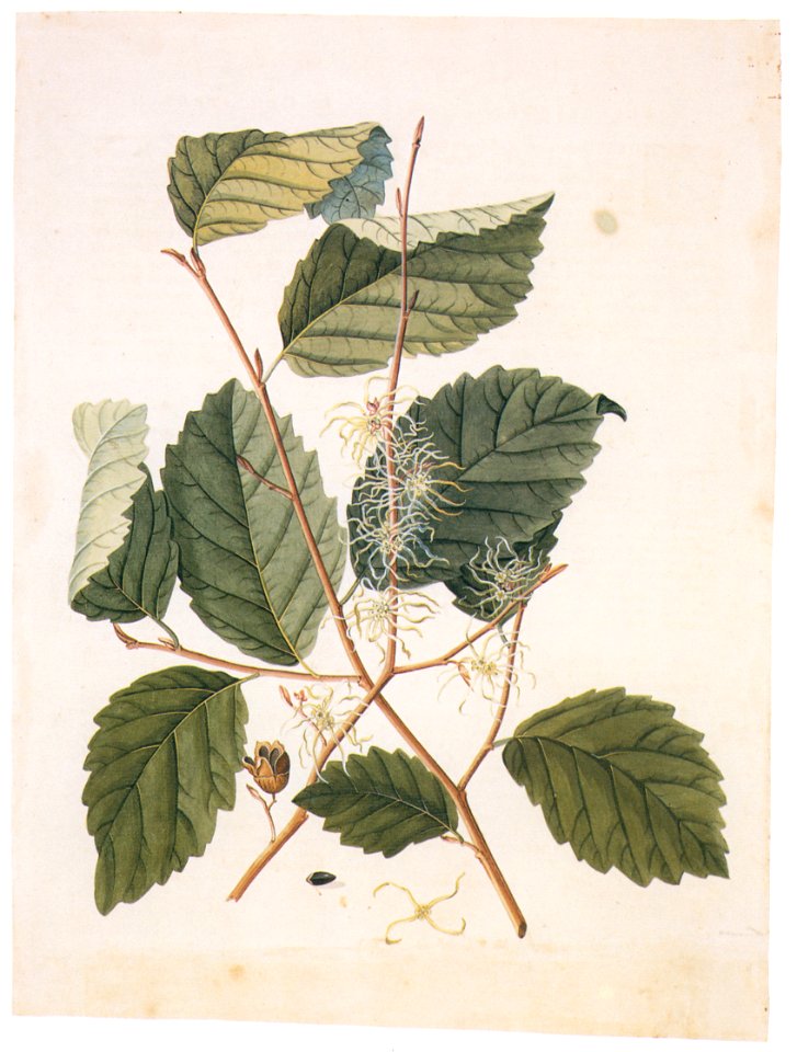 Georg Dionysius Ehret – Hamamelis virginiana [from Mark Catesby’s Natural History of America]