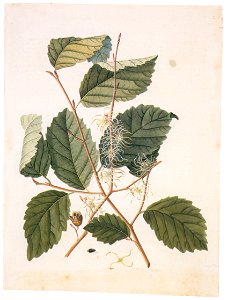 Georg Dionysius Ehret – Hamamelis virginiana [from Mark Catesby’s Natural History of America]