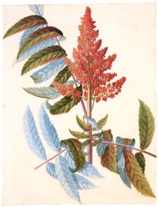 Georg Dionysius Ehret – Rhus glabra [from Mark Catesby’s Natural History of America]