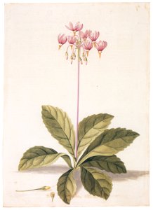 Mark Catesby – Dodecatheon meadia [from Mark Catesby’s Natural History of America]