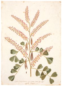 Mark Catesby – Haematoxylum campechianum [from Mark Catesby’s Natural History of America]