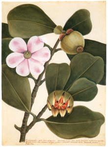 Mark Catesby – Clusia rosea [from Mark Catesby’s Natural History of America]. Free illustration for personal and commercial use.